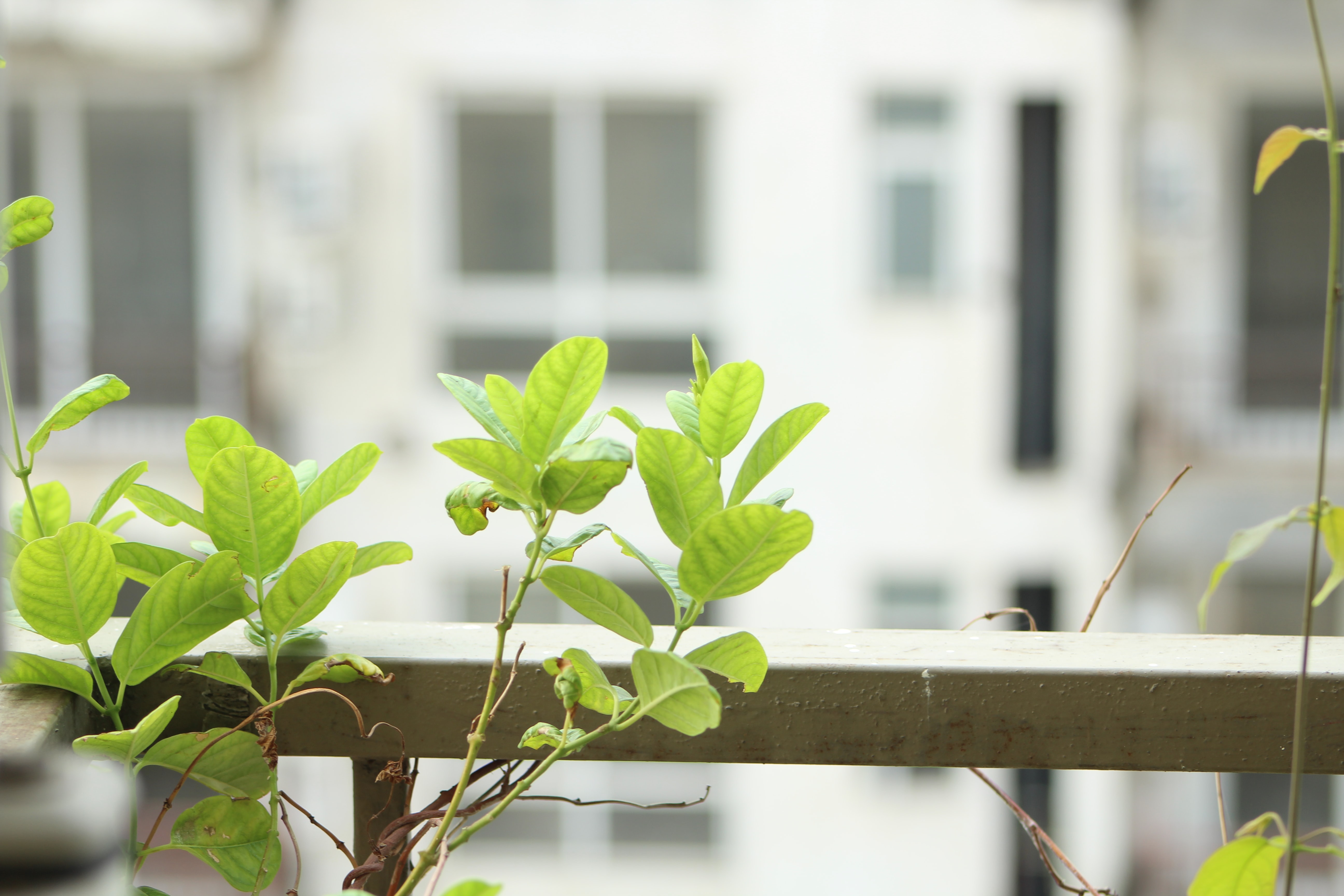 Hoch lebe das Haus, der Garten ruft