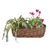 Truhen ovale Aktion 6+1 | Abmessungen (cm): 60x19, H. 14